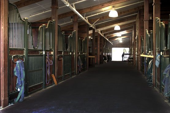 Animal Matting: Animat